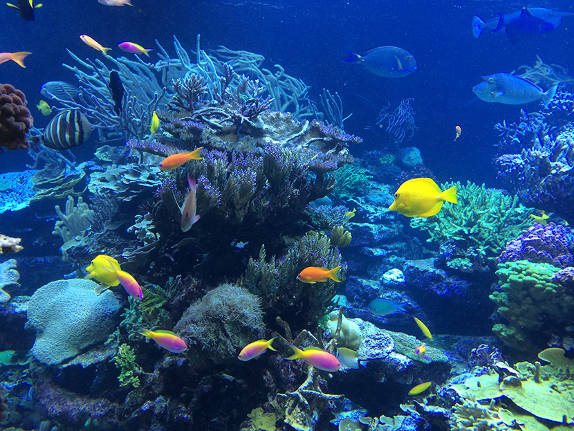 海底的珊瑚和小鲜