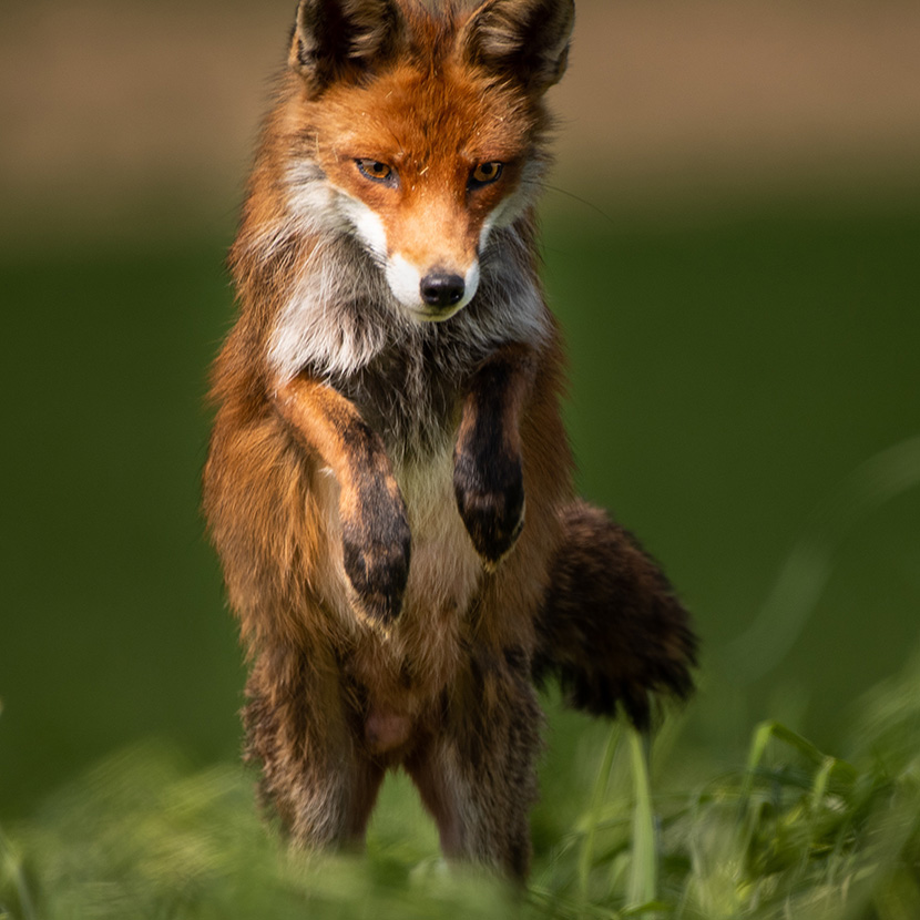 站起来准备挖洞捕食的小狐狸