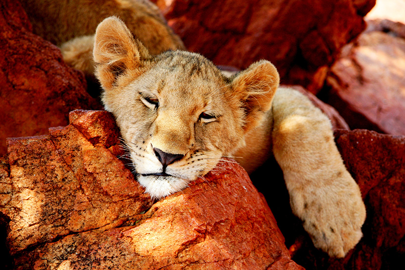 躺在石头上睡觉的小狮子
