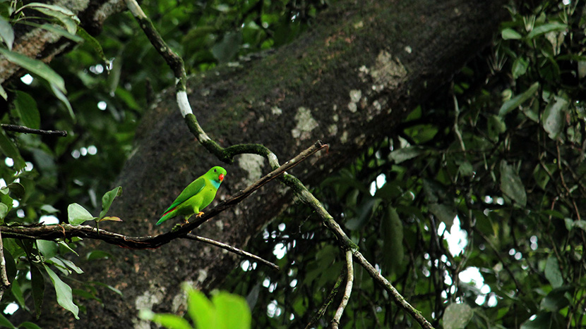 树枝上的小绿皮鹦鹉