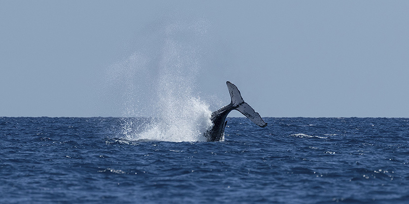 海面上跃入水中的抹香鲸