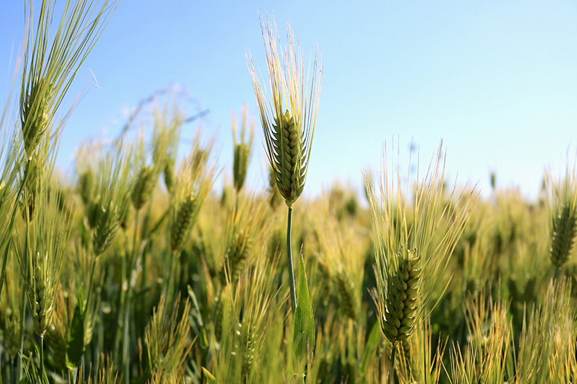 麦田里成熟的小麦
