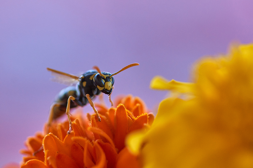 橙色菊花上的大黄蜂