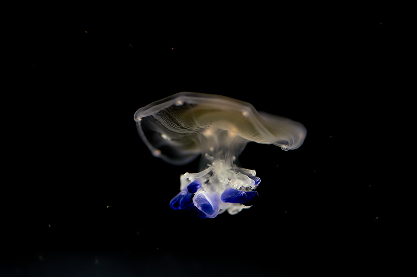 一片漆黑中的深海水母