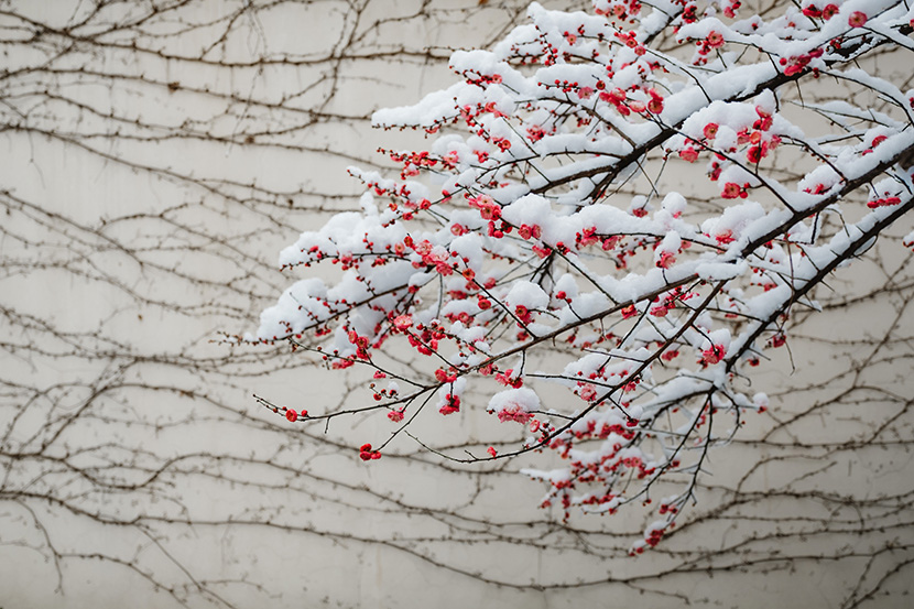 雪中的红色腊梅花