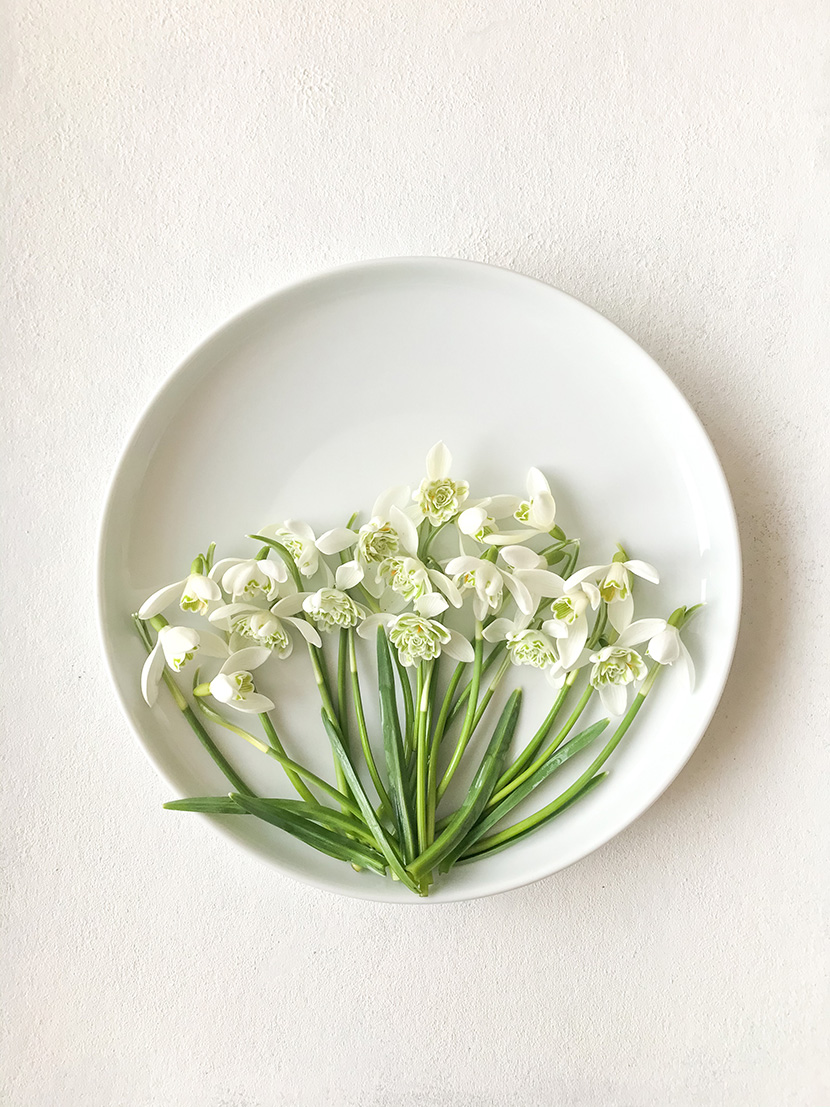 白瓷盘中的小白花