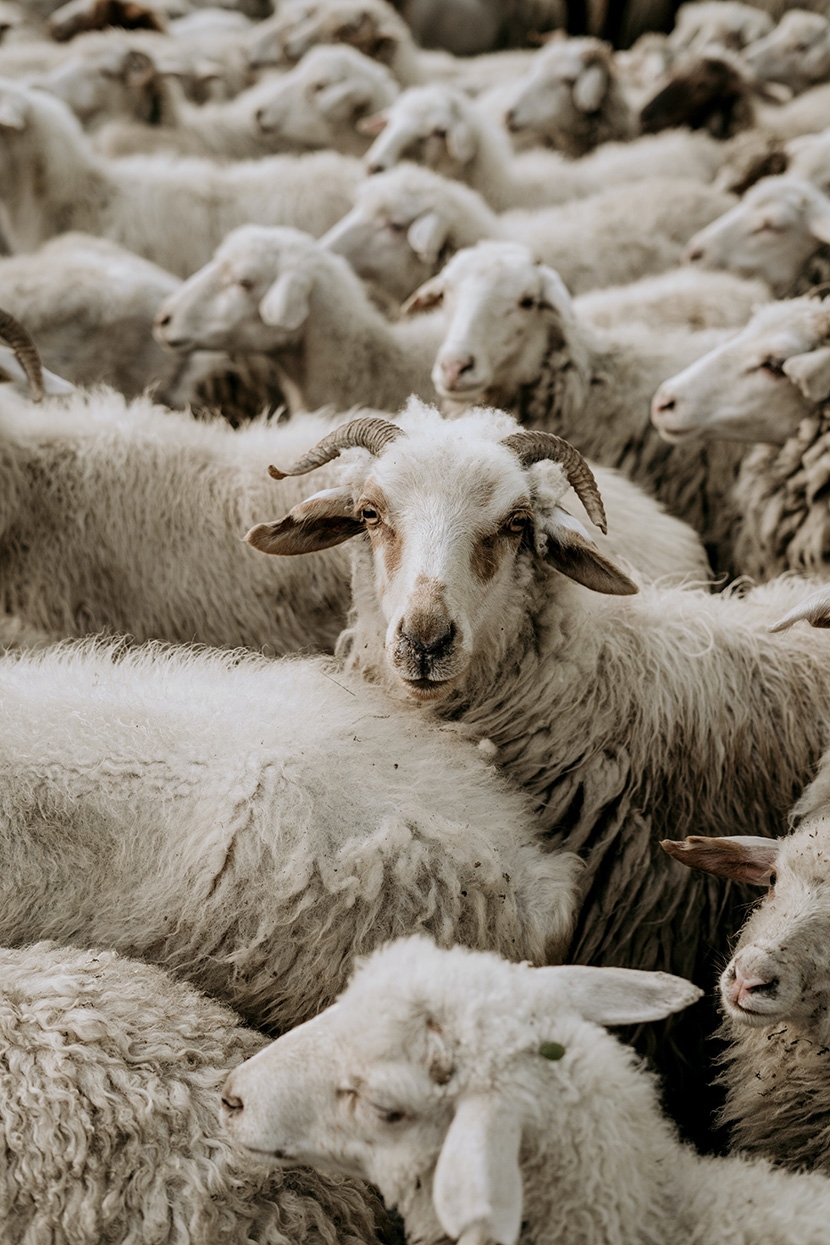 羊群中一头盯着你看的公羊