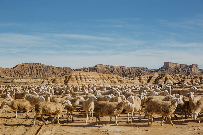 荒野中的一大群绵羊