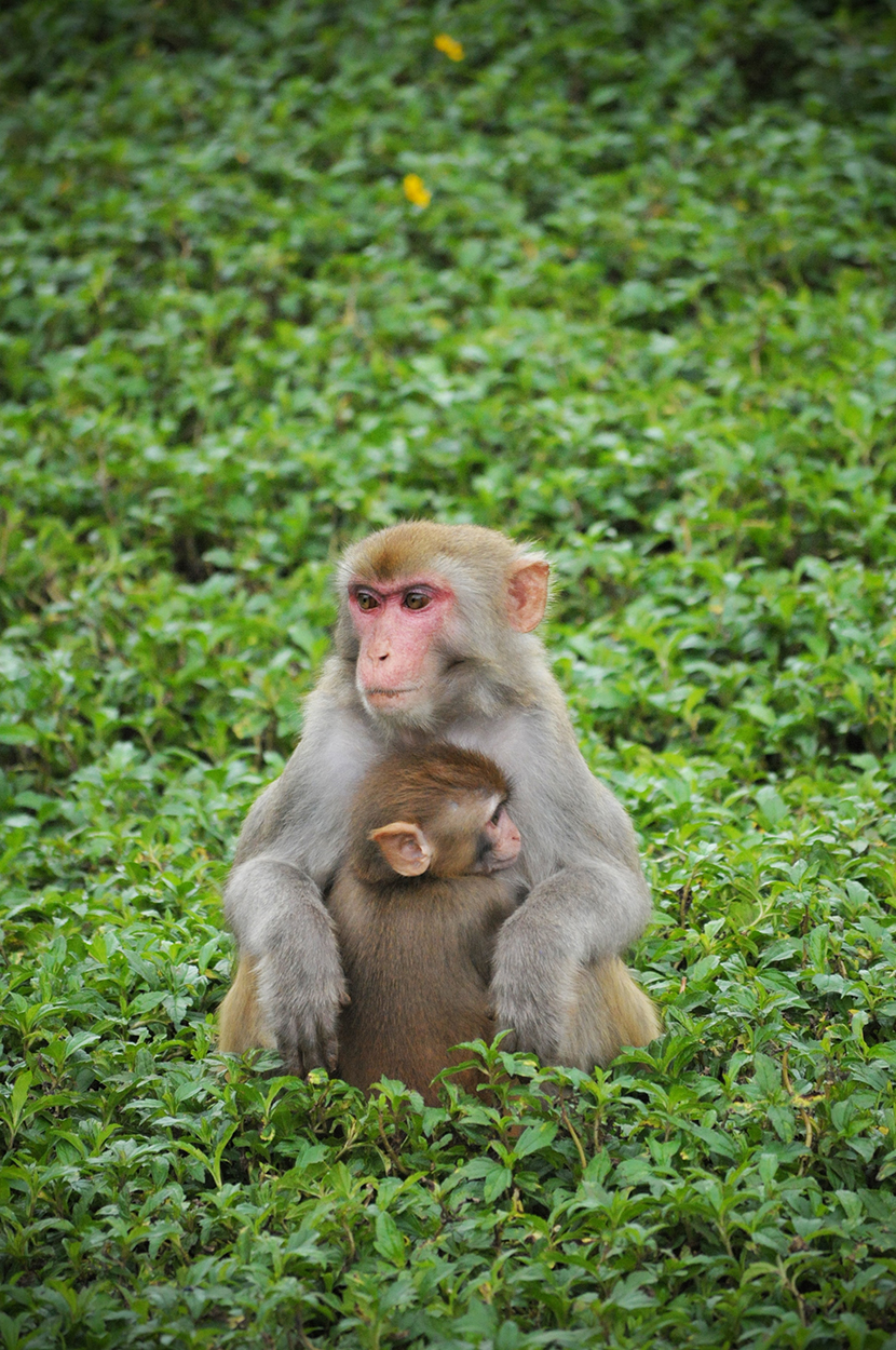 猕猴妈妈怀抱着小猕猴
