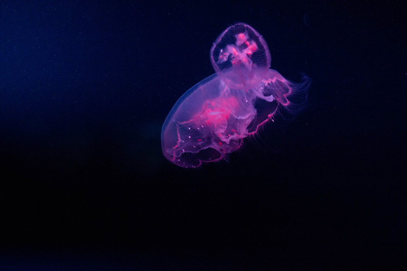 漂亮的深海水母