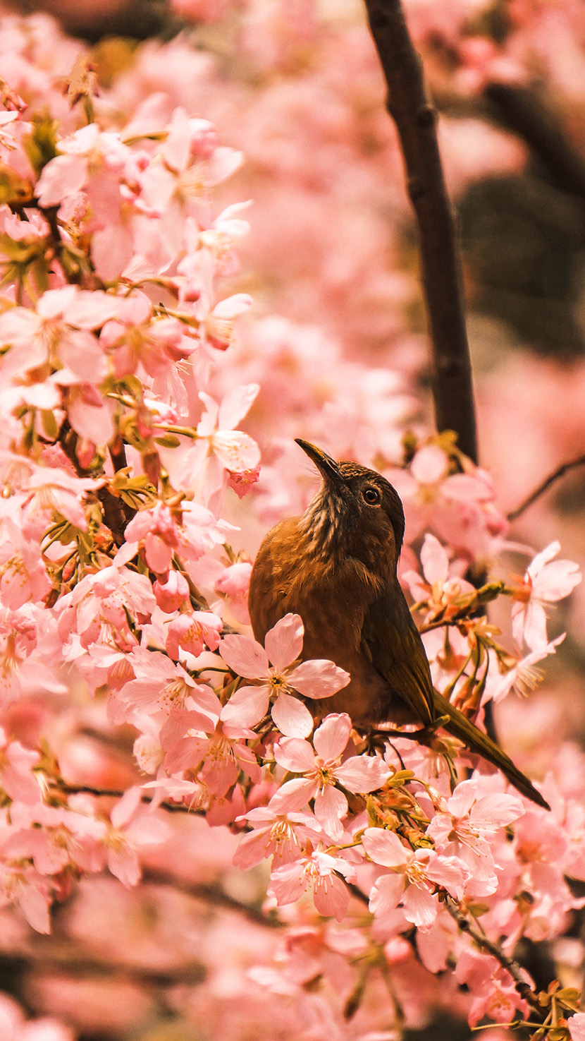 樱花丛中的画眉小鸟