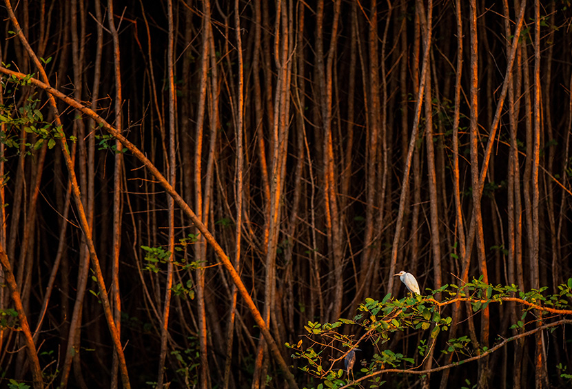 树林前的一只白鹭鸶鸟