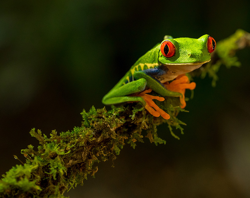 爬满青苔的树枝上的一只绿色红眼小树蛙
