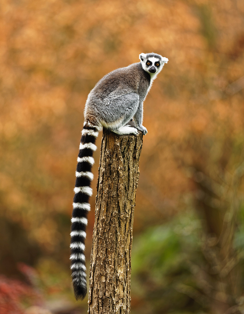 马达加斯加岛上的环尾狐猴(学名：Lemur catta)：是灵长目、狐猴科、狐猴属的一种动物。头体长约为30-45厘米，尾长为40-50厘米，体重约2千克左右。