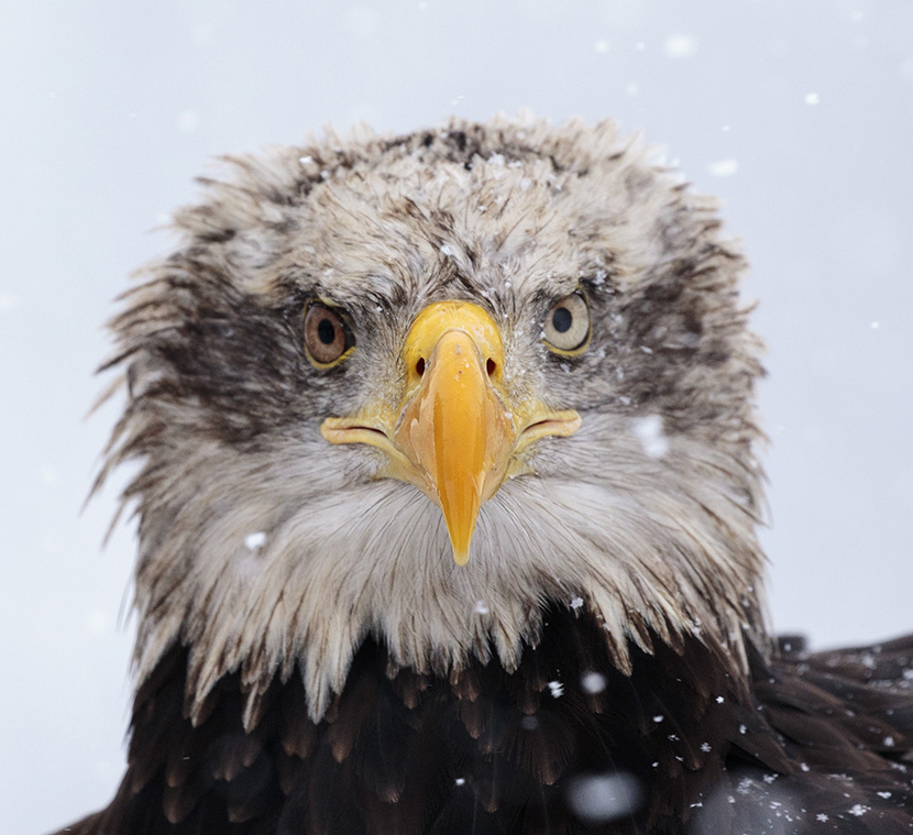 雪中呆葙的老鹰