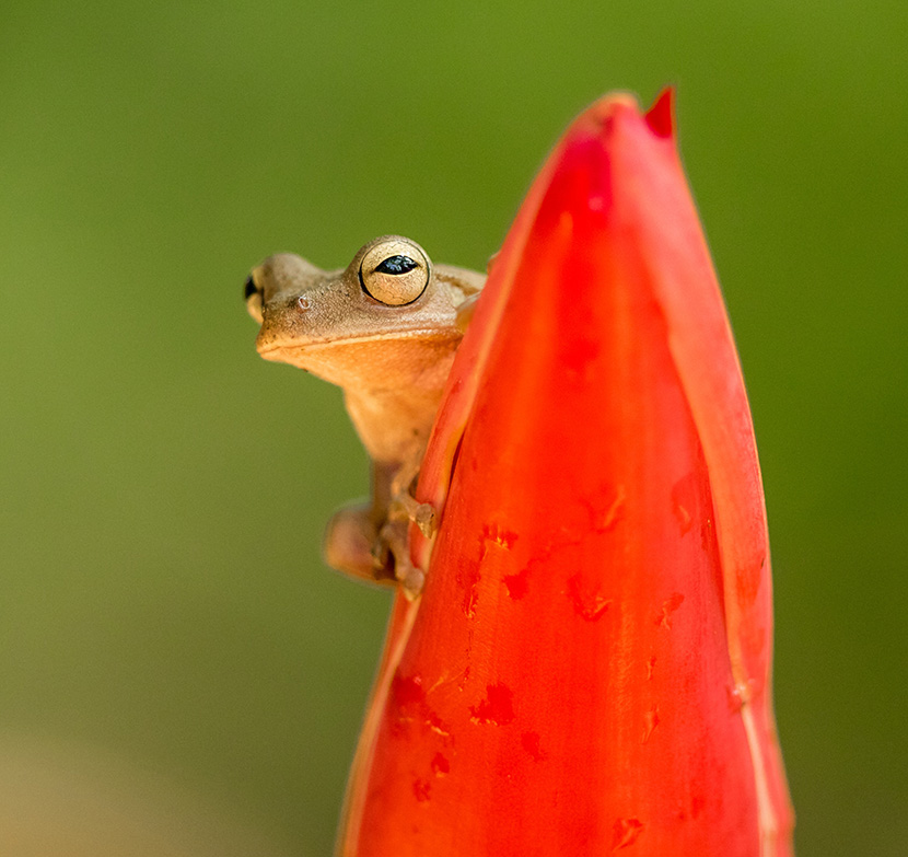 爬在花朵上的小青蛙
