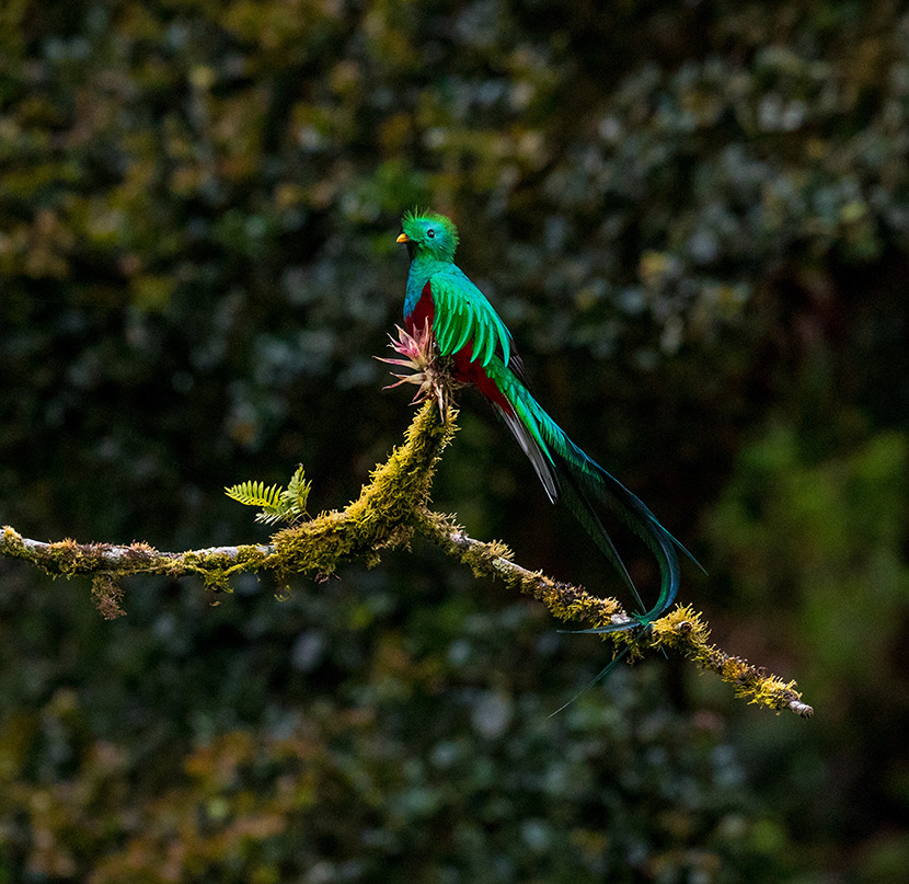 树枝上漂亮的绿色小鸟