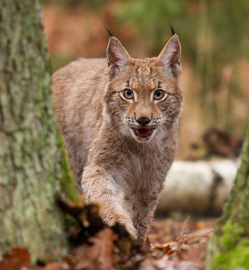 呆萌的猞猁（学名：Lynx lynx），属于猫科，体型似猫而远大于猫，体粗壮，尾极短，通常头不及体长的1/4。四肢粗长而矫健。耳尖生有黑色耸立簇毛。国家二级保护动物。外形像狼，又叫狼猫。