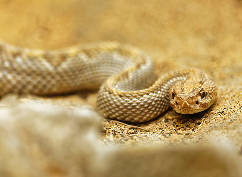 沙地上危险的响尾蛇