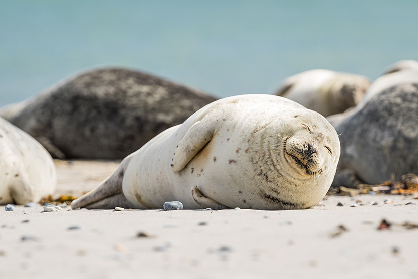 躺在沙滩上胖胖的小海豹