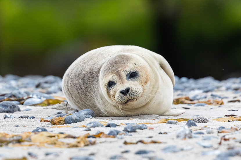 躺在沙滩乱石上的小海豹