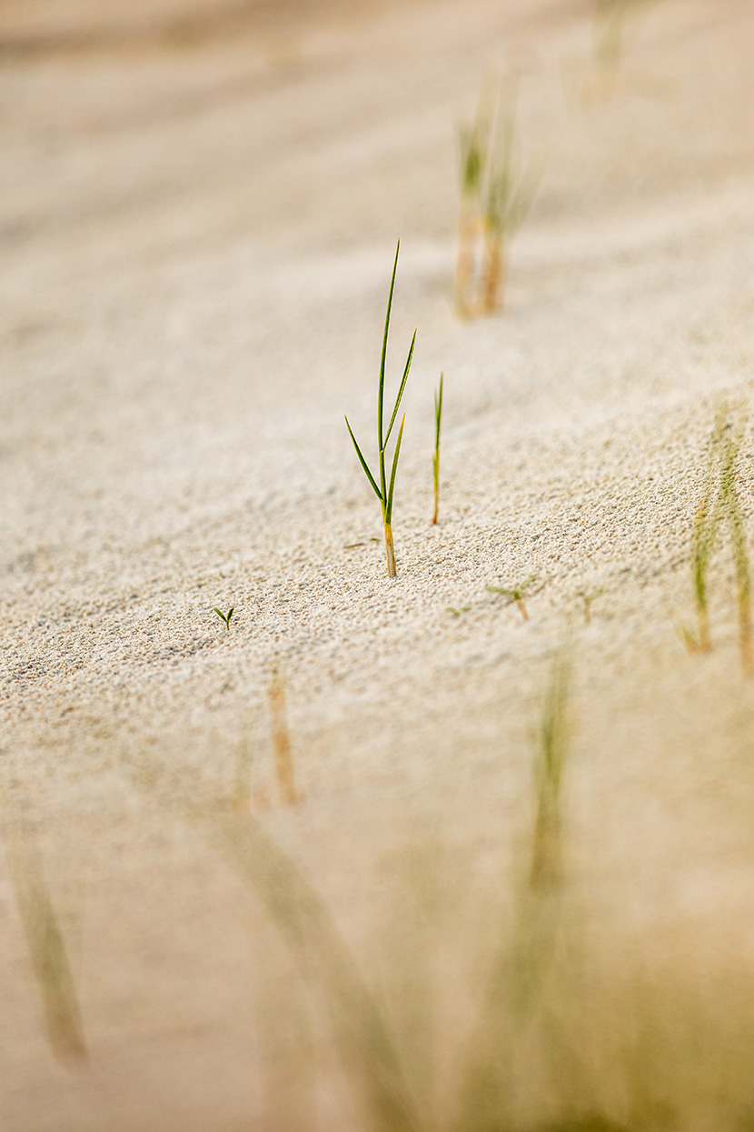 沙滩沙漠上长出来的小草