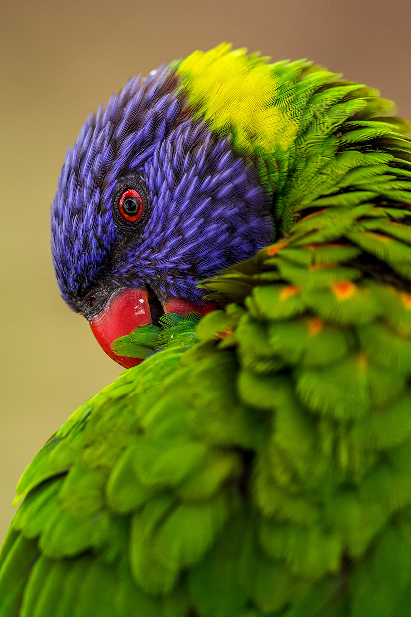 漂亮的紫绿毛吸蜜鹦鹉(Lory，Lorikeet)隶属鹦形目，鹦鹉科。羽色鲜艳，主要以花粉、花蜜与果实为食物，鸟喙比一般鹦鹉的长、更特别的是细长的舌头上有刷状的毛，称为刷状舌，方便该鹦鹉深入花朵中取得食物。