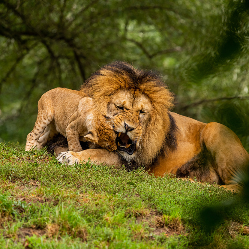 小狮子和狮子爸爸玩耍