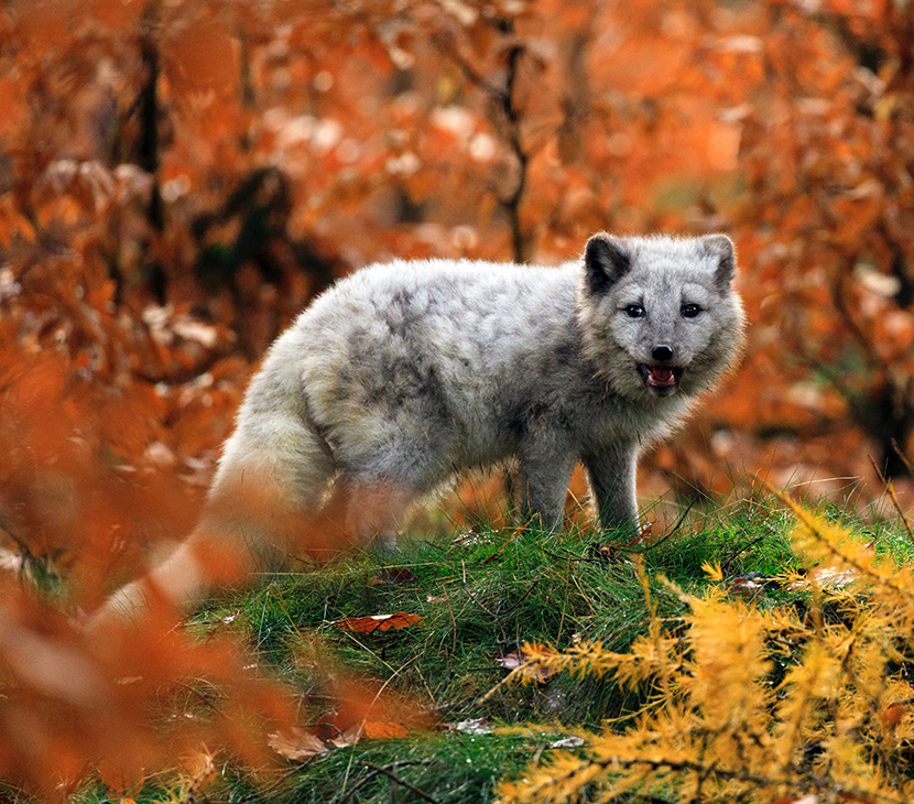 秋天落叶草地上的雪狐狸北极狐（学名：Vulpes lagopus）：体长50-60厘米，尾长20-25厘米，体重2.5-4千克。颜面窄，嘴尖，耳圆，尾毛蓬松，尖端白色。