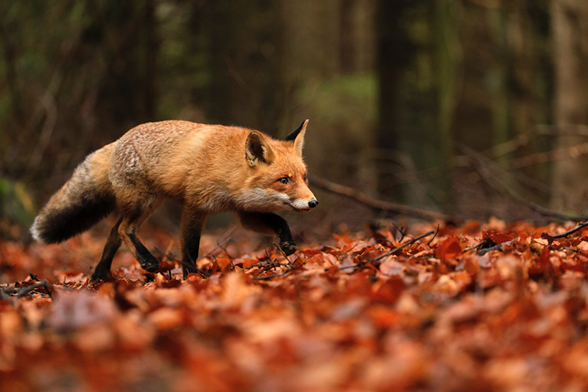 在落叶上小心翼翼行走的火狐狸