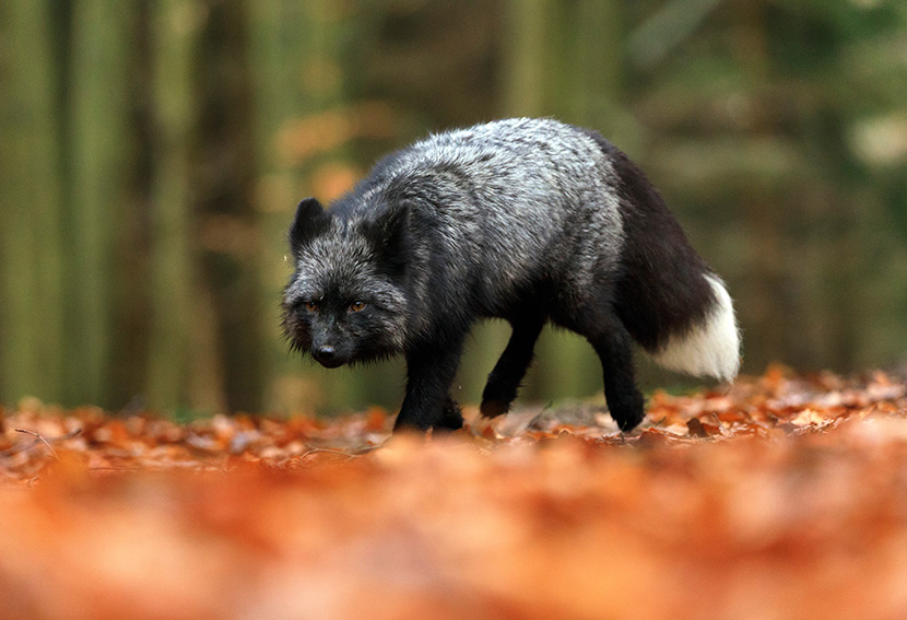 在树林中落叶上走得鬼鬼祟祟的黑狐狸