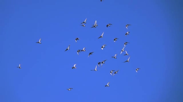 在蓝天下飞翔着的白鸽短视频素材