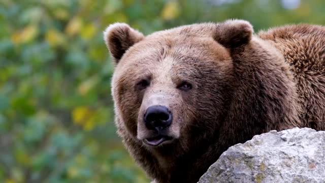 一脸不屑的大棕熊短视频素材