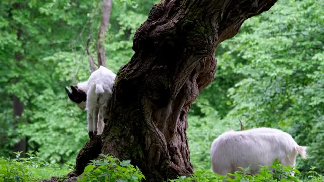 森林中两只吃草玩耍的小白山羊短视频素材【4K】