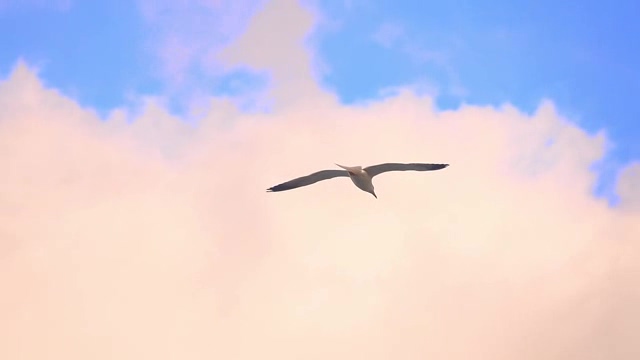 在高空蓝天下自由飞翔的海鸥短视频素材