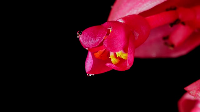 逐渐绽开的花朵延时摄影短视频素材【4K】