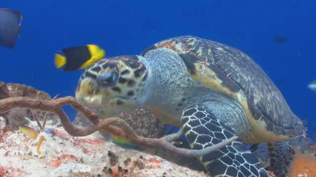 在浅海珊瑚礁上吃东西的海龟短视频素材