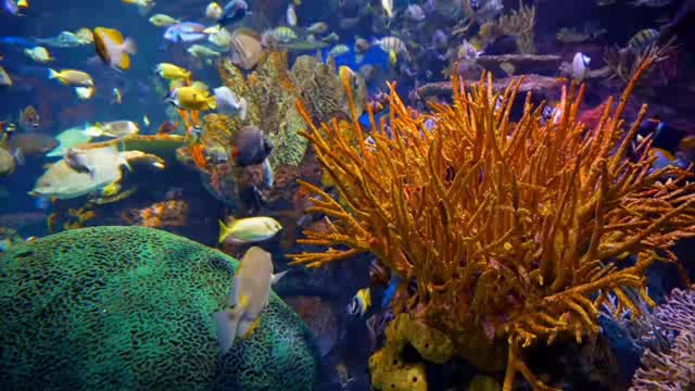 浅海珊瑚丛中的鱼群短视频素材