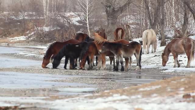 下雪天在河边喝水的小马驹短视频素材