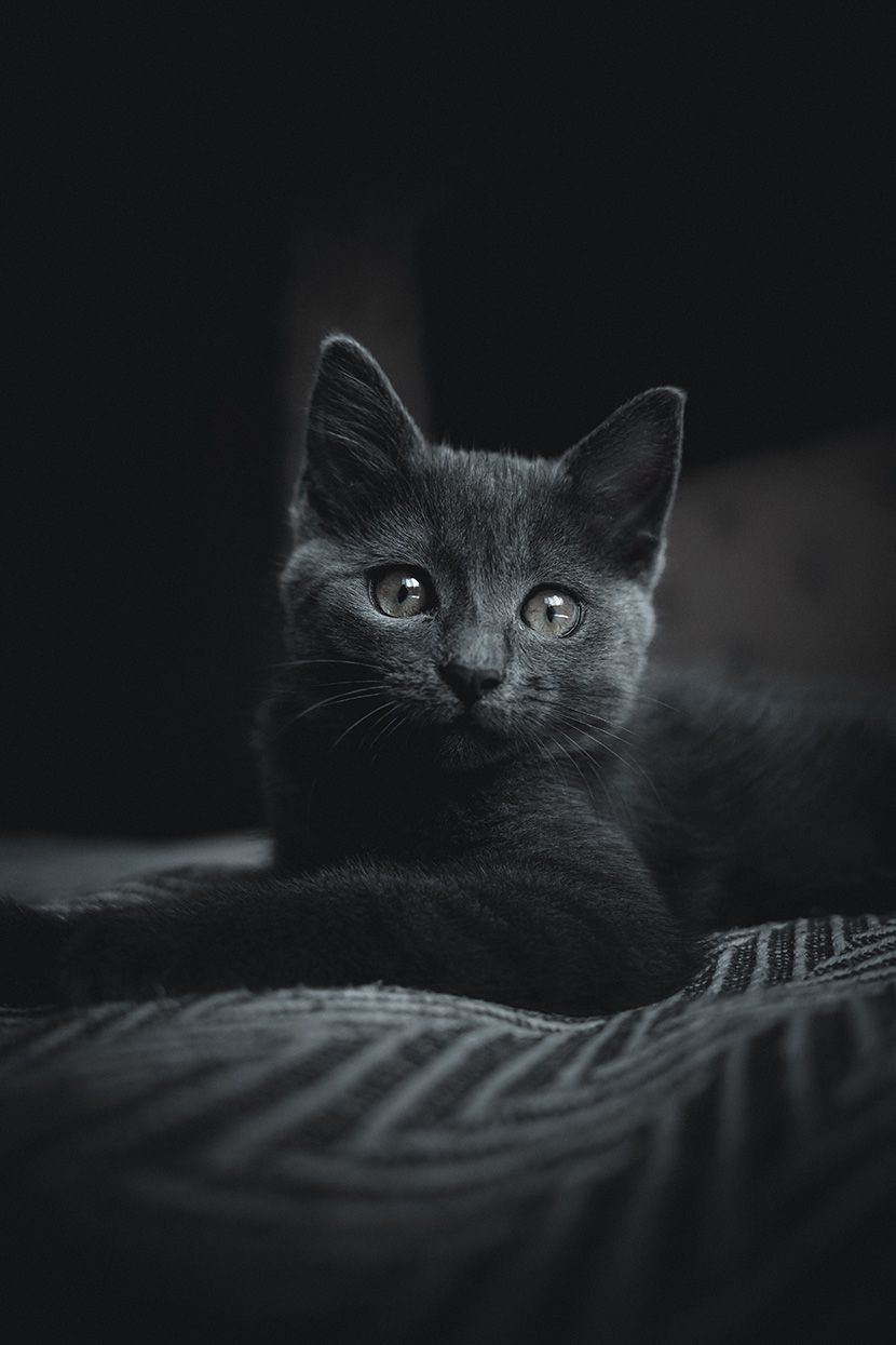 深灰色的小猫咪