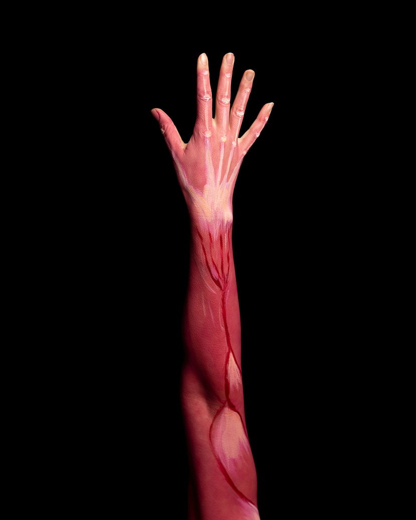 手部的肌肉骨骼彩绘