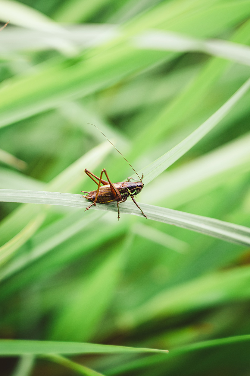 草丛中草叶上的蟋蟀蝈蝈鸣虫