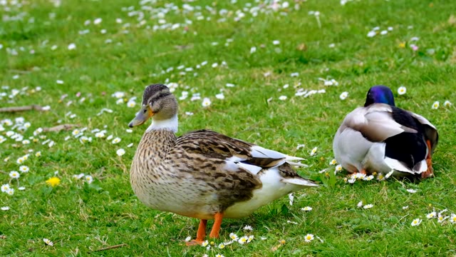 草地上的两只鸭子短视频素材
