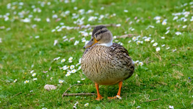草地上一只翻白眼的小鸭子短视频素材【4K】