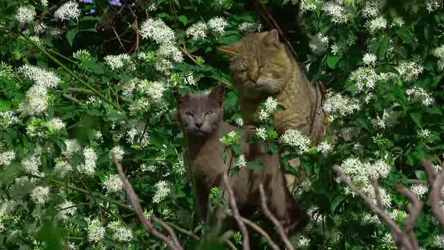 站在花丛中打瞌睡的小猫咪短视频素材