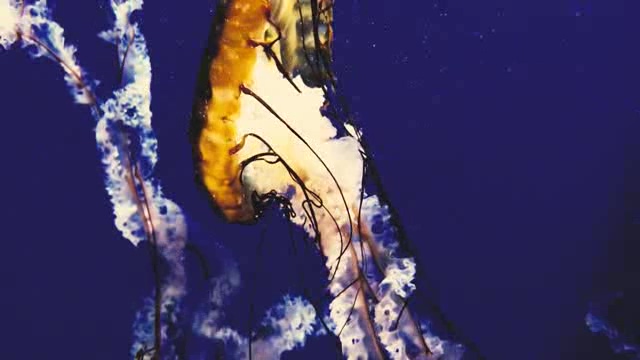 在蓝色深海中漫游的金黄色水母短视频素材