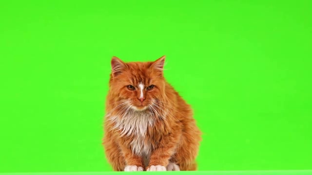 绿幕前的金黄色小猫咪短视频素材