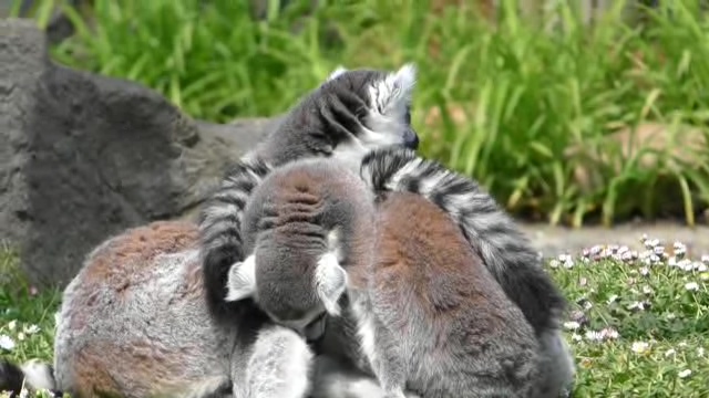 马达加斯加岛上的狐猴短视频素材