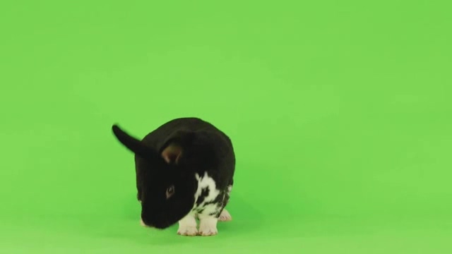 绿幕前的可爱小兔纸短视频素材