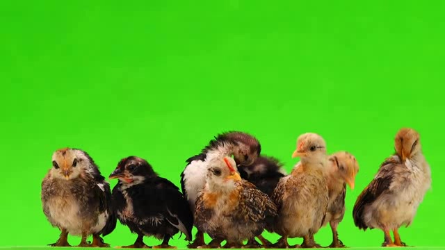 绿幕前的一窝小鸡仔短视频素材